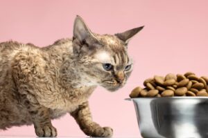 Lire la suite à propos de l’article Comment meurt un chat qui ne mange plus ?