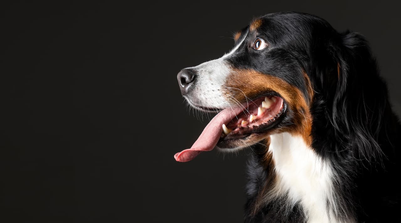 You are currently viewing Mon chien a mauvaise haleine : les trucs de grand-mère pour y remédier