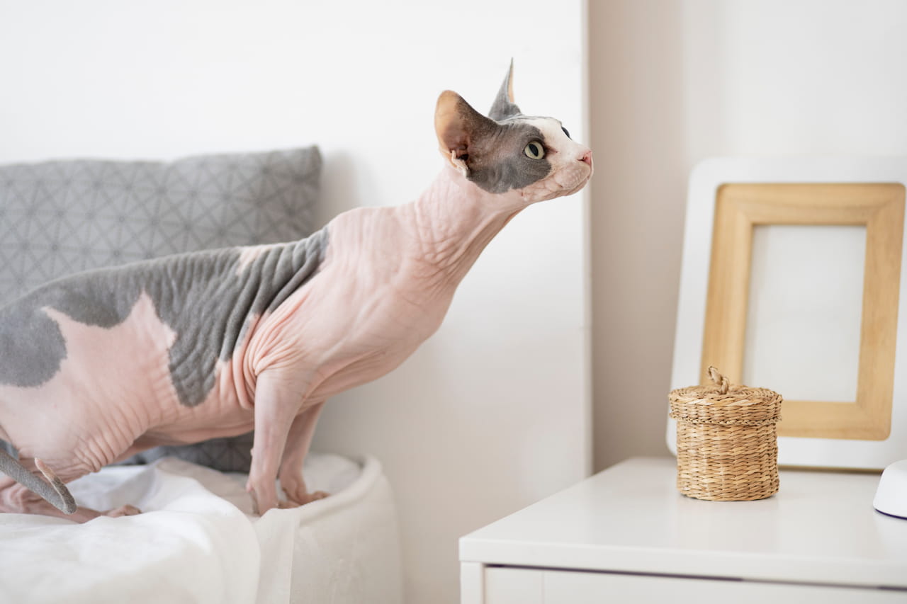 You are currently viewing Chat sans poil : tout savoir sur les races, le caractère et l’entretien