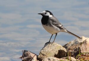 Petit oiseau noir et blanc