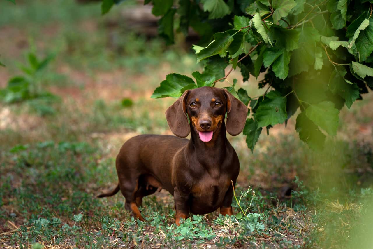 You are currently viewing Teckel nain : Caractère, santé, prix et éducation
