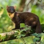 Une martre peut-elle tuer un chat ? Analyse des risques et précautions