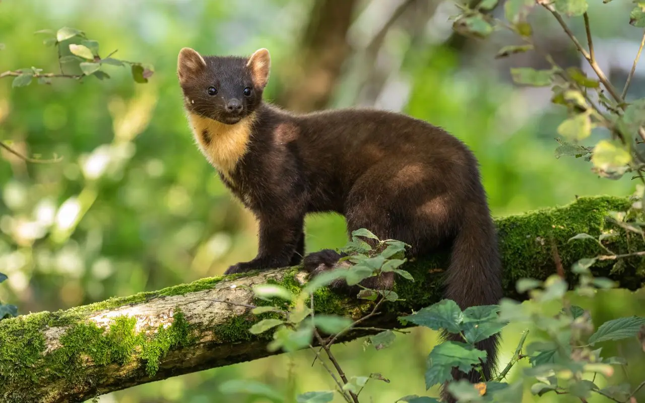 You are currently viewing Une martre peut-elle tuer un chat ? Analyse des risques et précautions