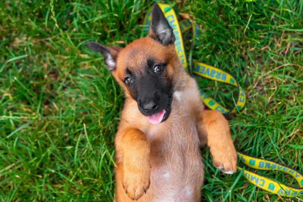 chiot malinois joue dans l'herbe