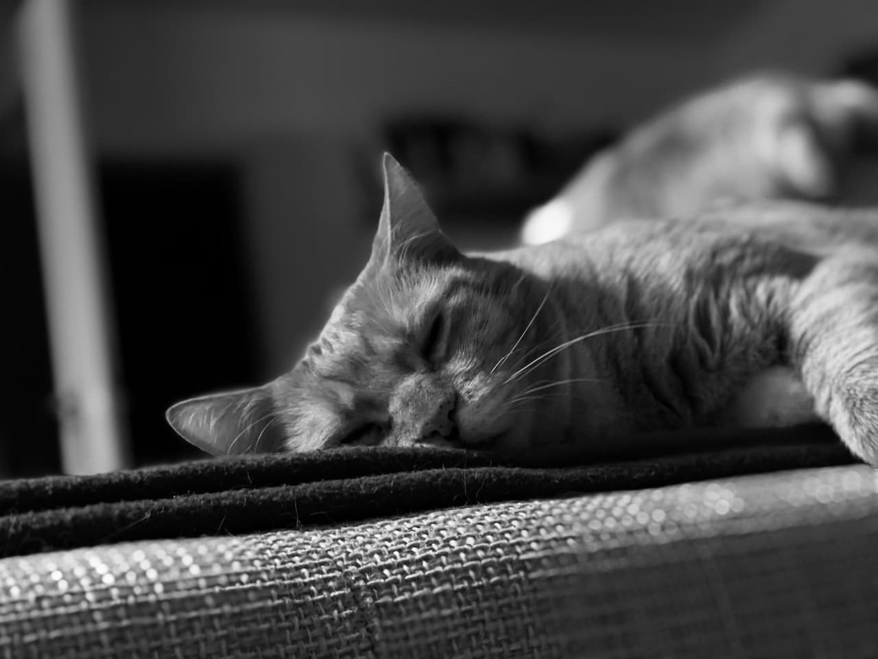 You are currently viewing Insuffisance rénale du chat en phase terminale : symptômes, espérance de vie et accompagnement