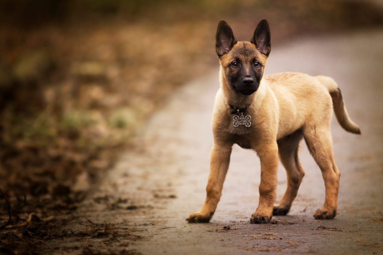 You are currently viewing Le chien Malinois : caractère, prix, élevage et guide du chiot