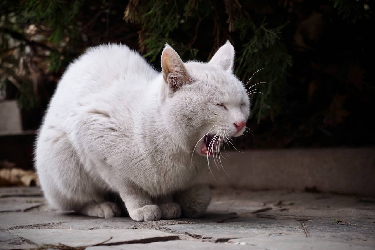 You are currently viewing Pourquoi mon chat éternue mais son nez ne coule pas ?