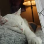 Comment meurt un chat de vieillesse ?