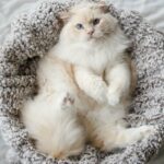 Comportement du chat en fin de grossesse : identifier les signes de la mise bas