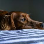 Maladie du tique sur le chien, comment l&rsquo;identifier et la traiter ?
