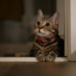 Mon chat ne mange plus depuis une semaine : causes, dangers et solutions d&rsquo;urgence