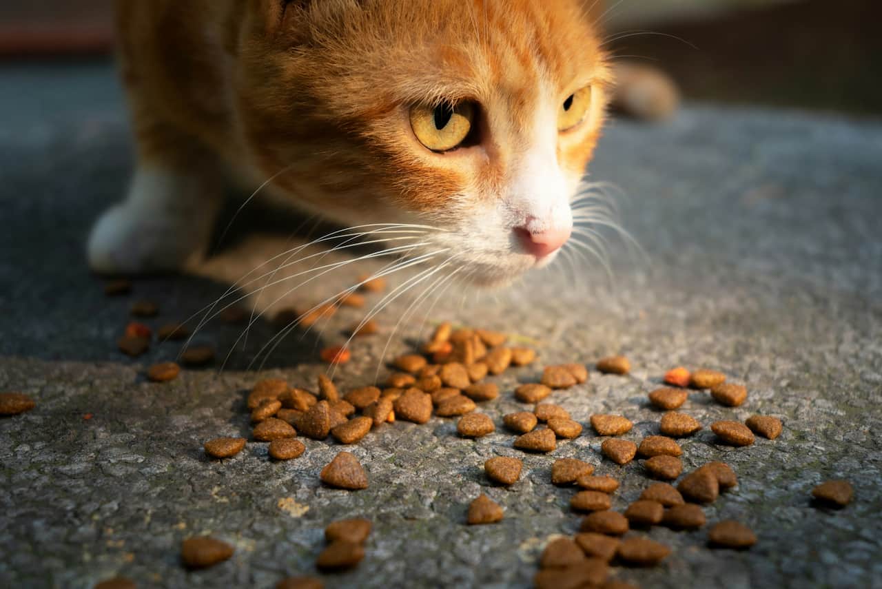 You are currently viewing Mon chat vomit sa nourriture non digérée : comprendre les causes et agir vite