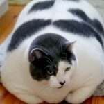 Les plus grands chats du monde : palmarès des races géantes et records insolites