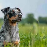 Le guide complet pour tout savoir sur le beauceron arlequin