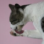 Pourquoi mon chat se gratte et se lèche tout le temps ?