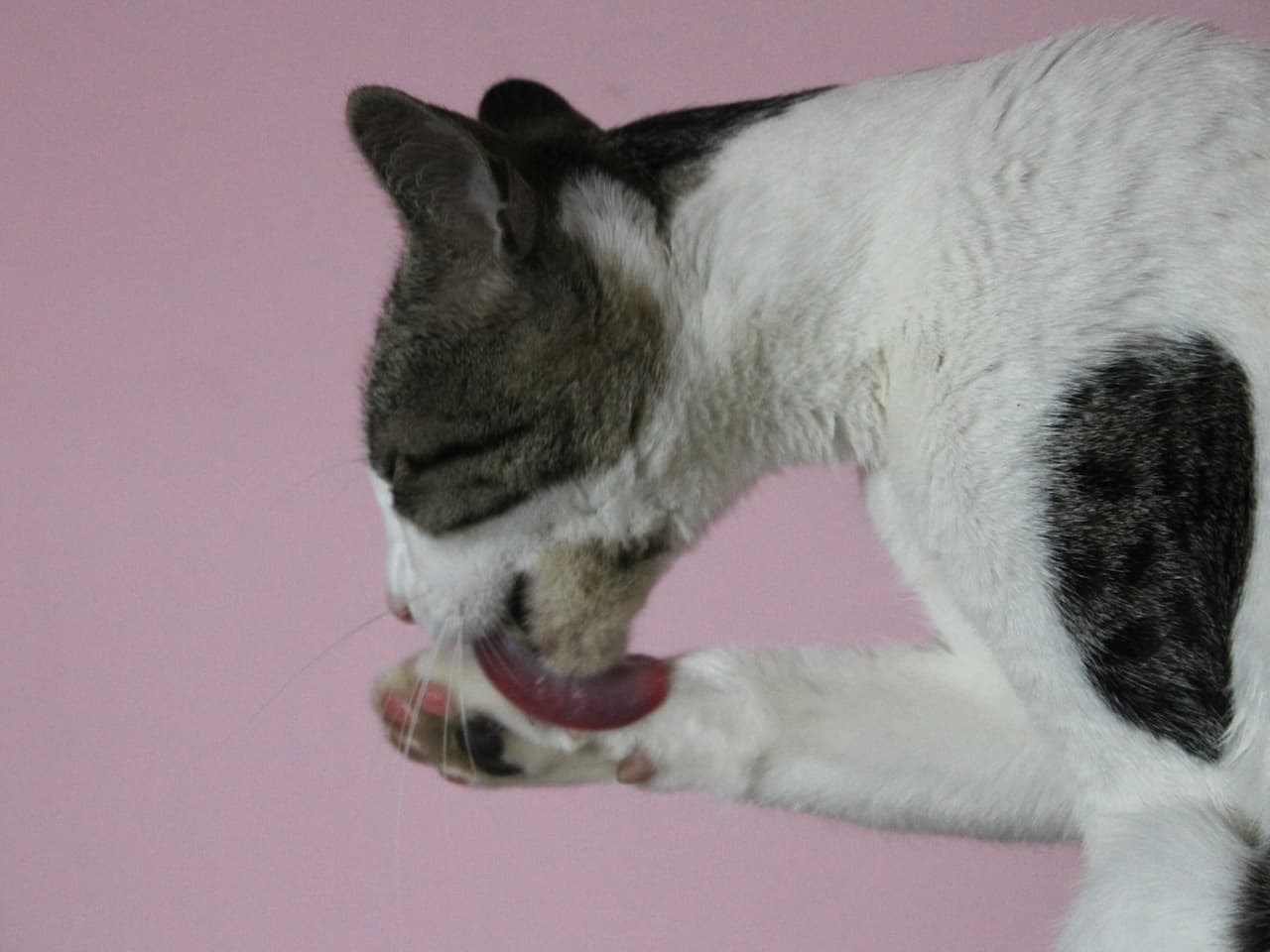 You are currently viewing Pourquoi mon chat se gratte et se lèche tout le temps ?