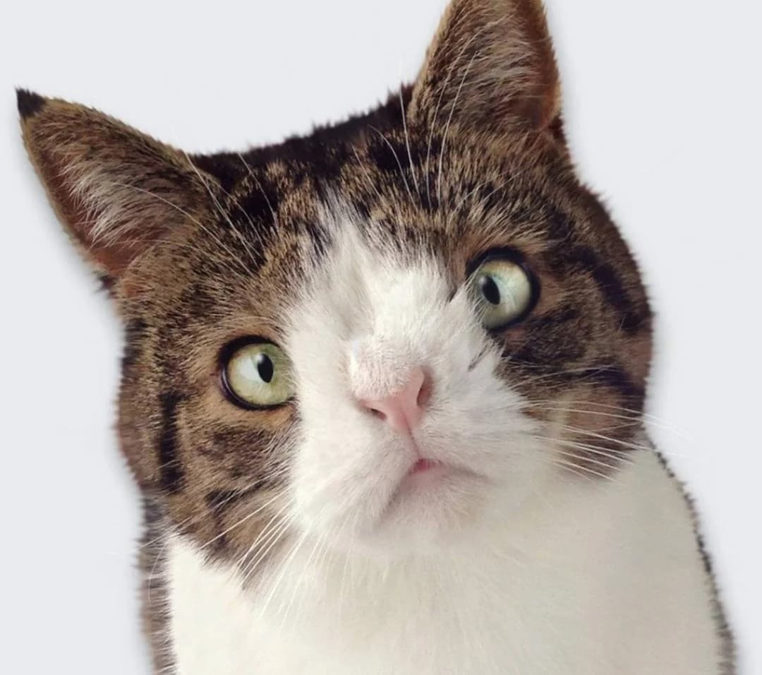 You are currently viewing Un chat peut il être trisomique ?