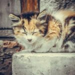 Mon chat a des grosses touffes de poils collés : nos solutions pour les retirer sans douleur