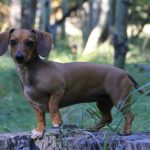 Top des races de petit chien de moins de 10 kg