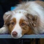 Prix d&rsquo;un berger australien : combien coûte un aussie en 2025 ?