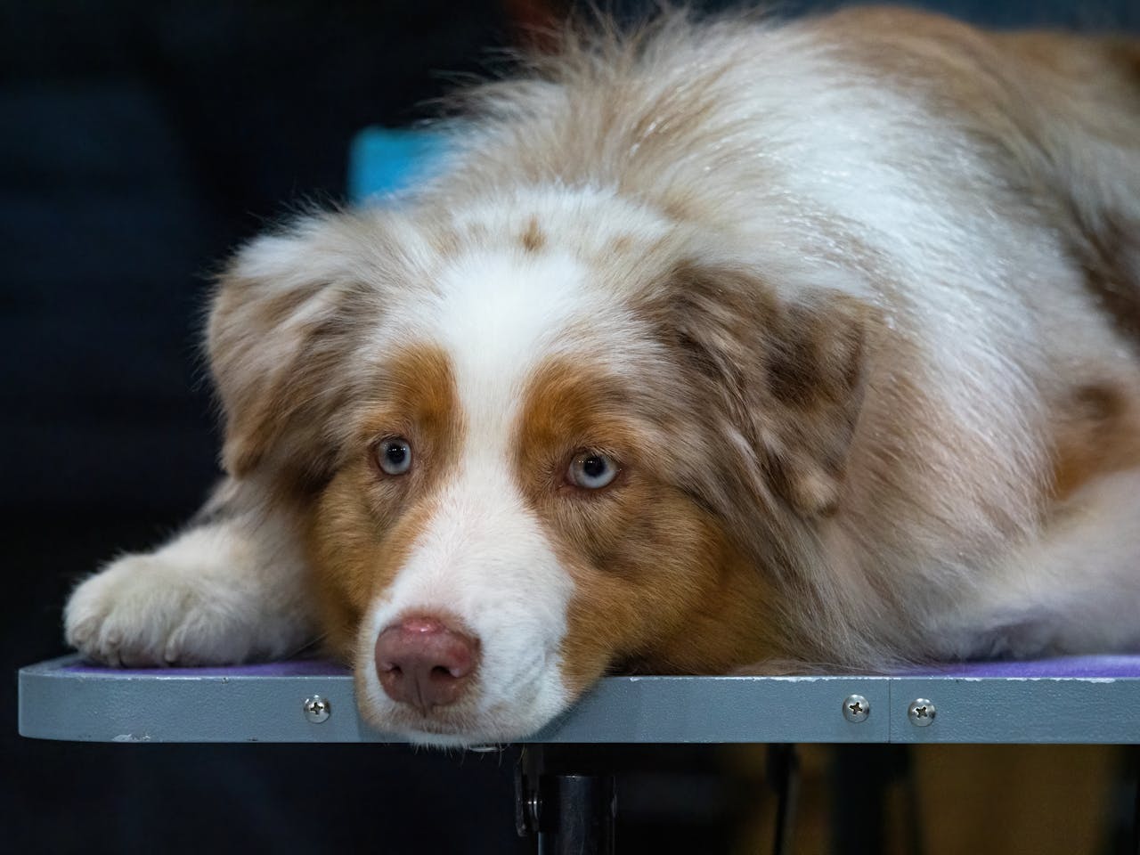 You are currently viewing Prix d’un berger australien : combien coûte un aussie en 2025 ?