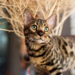 Chat Bengal : prix, caractéristiques et guide d&rsquo;achat complet