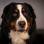Chien qui claque des dents : causes, signaux d&rsquo;alerte et solutions