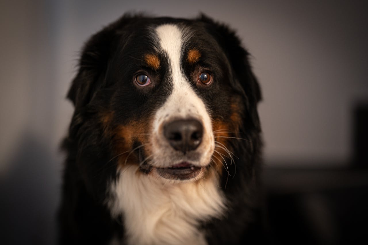 You are currently viewing Chien qui claque des dents : causes, signaux d’alerte et solutions