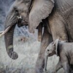 Combien pèse un éléphant ? Tout savoir sur le poids du plus grand mammifère terrestre