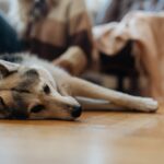 En combien de temps meurt un chien empoisonné : délais critiques et premiers secours