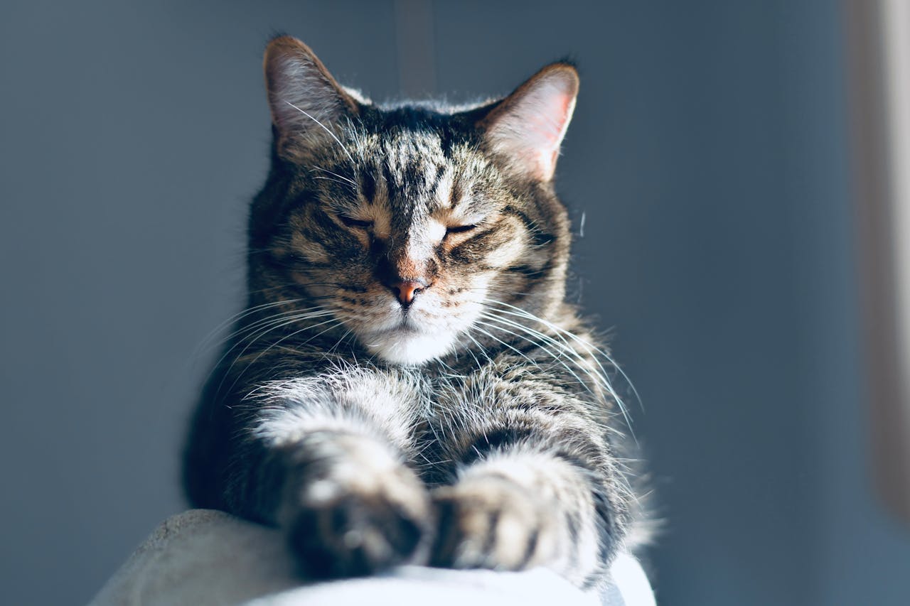 You are currently viewing Insuffisance rénale du chat : espérance de vie et traitements