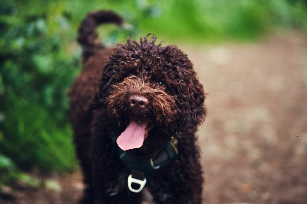 You are currently viewing Quel est le prix d’un Lagotto Romagnolo et comment bien le choisir ?