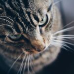 Miaulement de chat en colère : comment décoder son agressivité et réagir