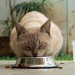 Mon chat réclame à manger mais ne mange pas : causes et solutions