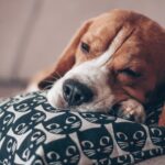 Mon chien ne mange plus et reste couché : causes, urgences et conseils
