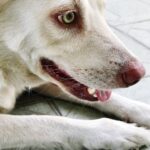 Mon chien tousse et essaye de cracher : causes, symptômes et solutions