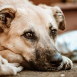 Sang dans les selles du chien : causes, urgences et traitements