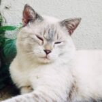 Temps de cicatrisation des points de suture du chat : le guide complet