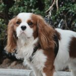 Prix d&rsquo;un cavalier king charles : combien prévoir en élevage et au quotidien ?