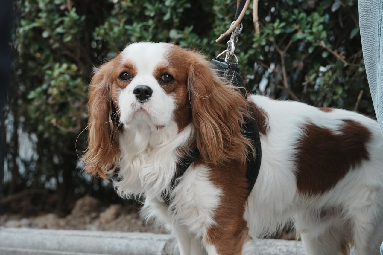 You are currently viewing Prix d’un cavalier king charles : combien prévoir en élevage et au quotidien ?