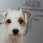Parson Russell Terrier dog breeds : tout savoir sur cette race de chien athlétique