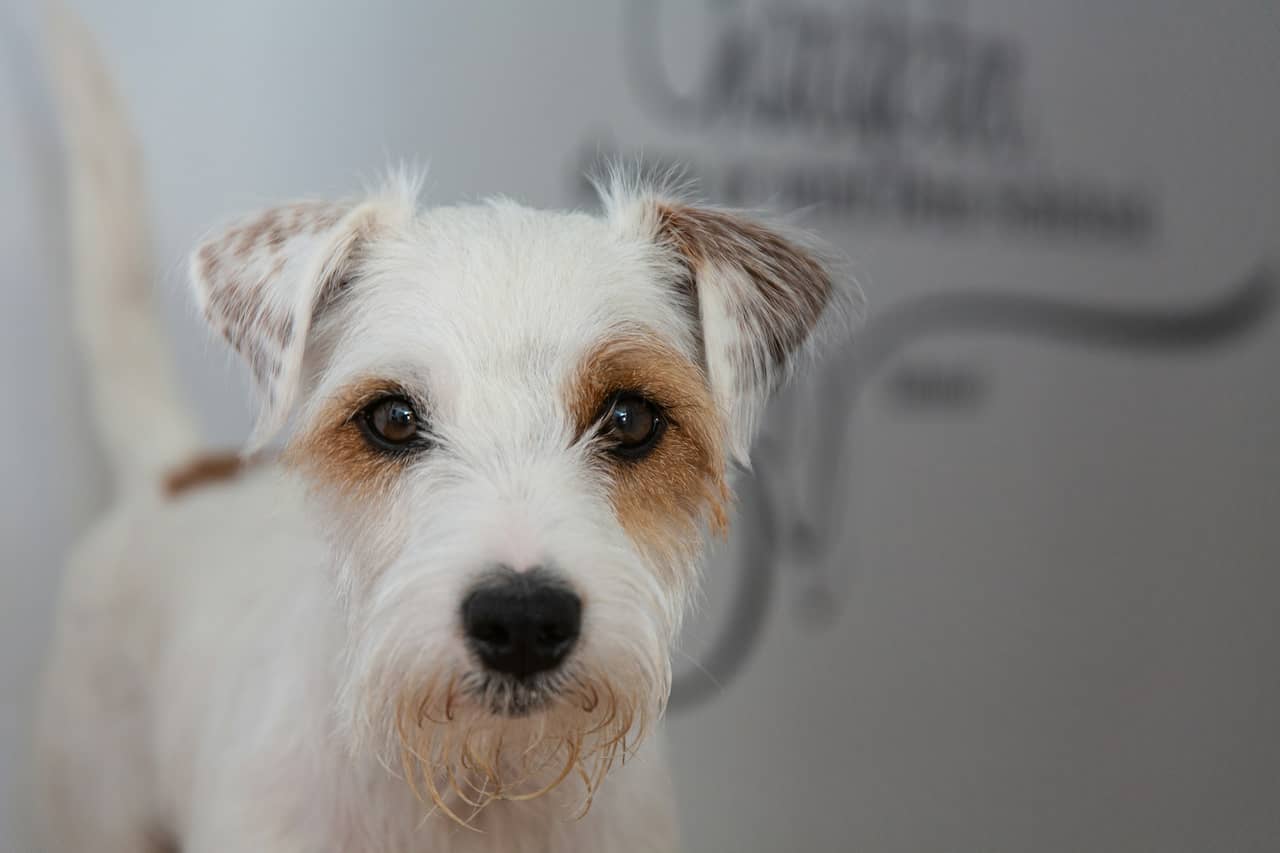 You are currently viewing Parson Russell Terrier dog breeds : tout savoir sur cette race de chien athlétique