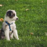 Idées de prénoms en A pour chien mâle