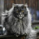 Prix d&rsquo;un Maine Coon : combien coûte un chaton en 2026 ?