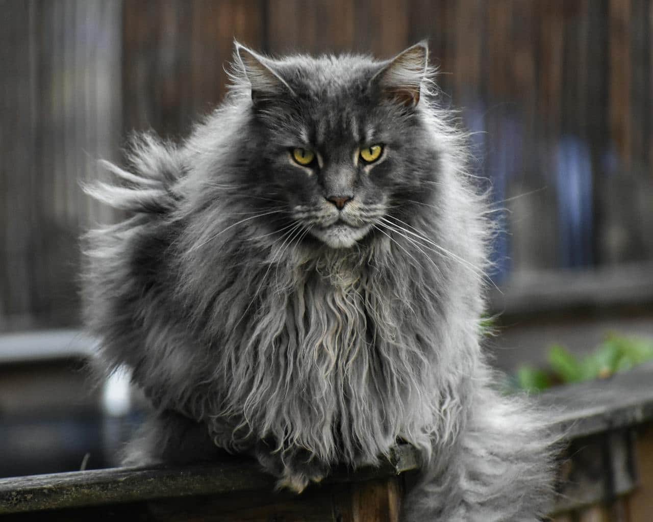 You are currently viewing Prix d&rsquo;un Maine Coon : combien coûte un chaton en 2026 ?