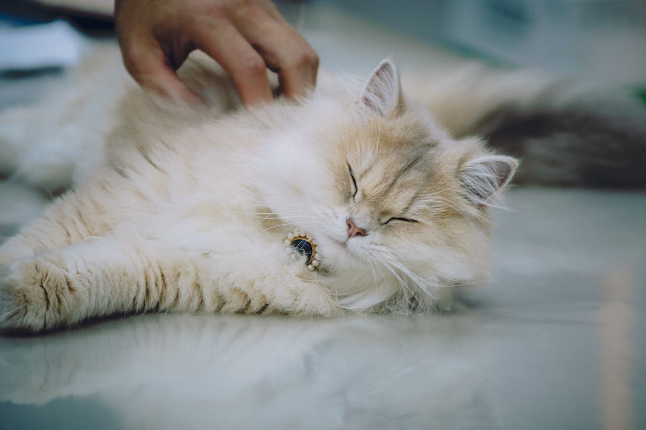 You are currently viewing Les puces du chat sur les humains : risques, symptômes et solutions