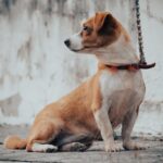 Chien qui ne perd pas ses poils : les meilleures races à adopter