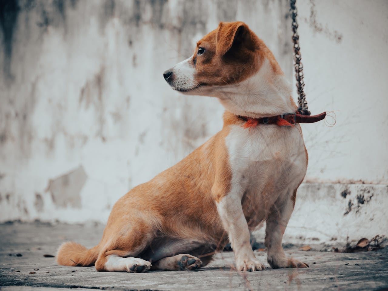 You are currently viewing Chien qui ne perd pas ses poils : les meilleures races à adopter