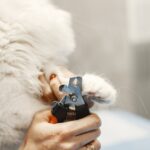 Comment couper les griffes d&rsquo;un chat : guide complet pas à pas