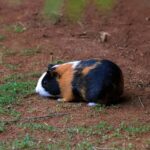 Comment meurt un cochon d&rsquo;Inde ?